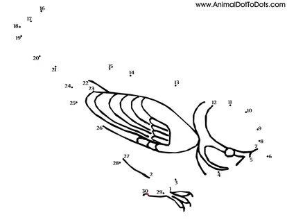 Bird dot-to-dot