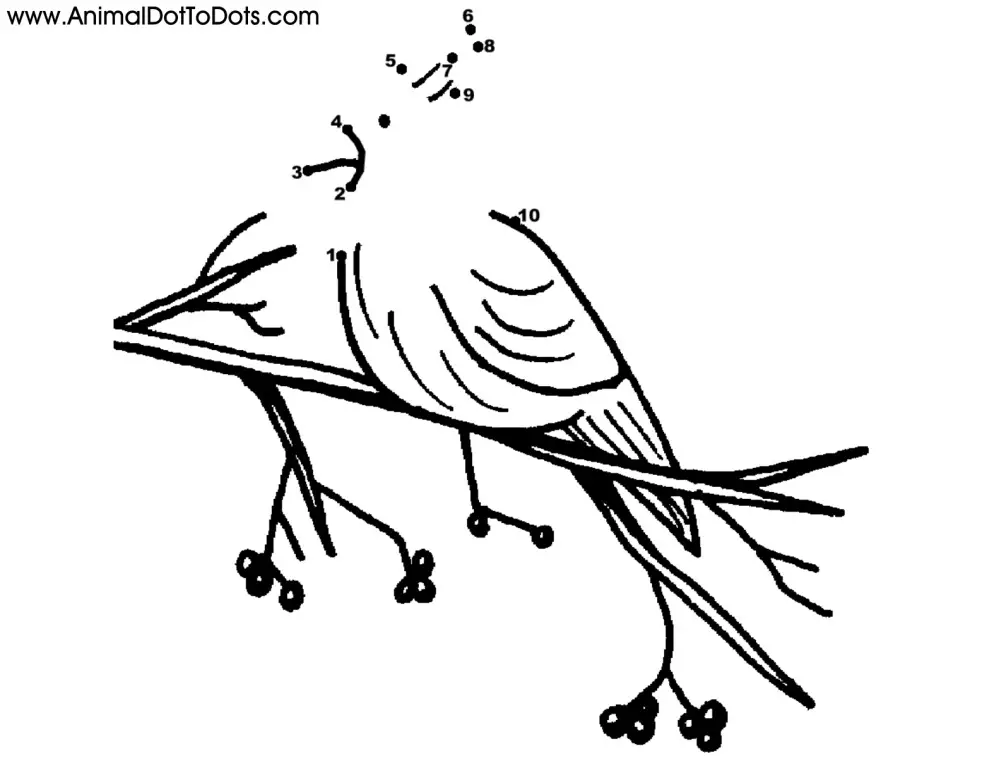 Free Printable Animal Dot-to-dot Cardinal Bird