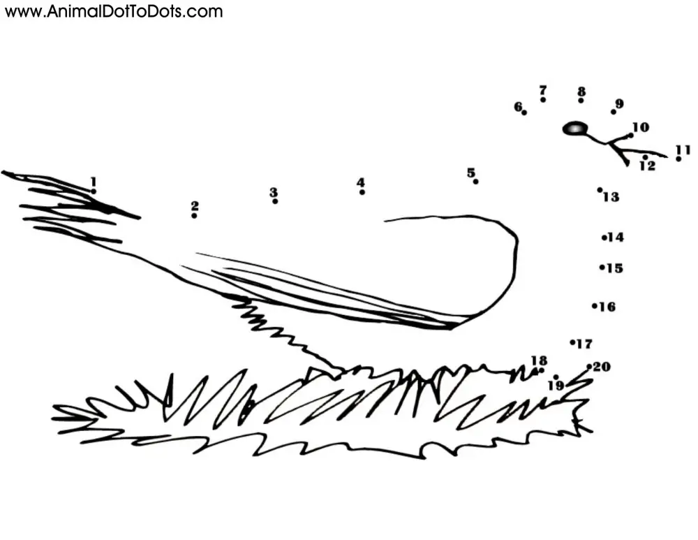 Free Printable Animal Dot-to-dot Dove